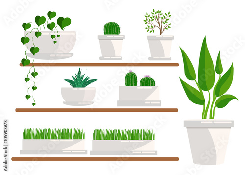 Illustration of houseplants.succulents, home flowers, houseplant in pot. Set of houseplant. isolated on white