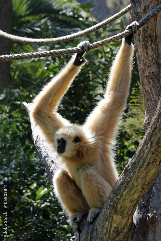 Fototapeta premium TIERE_1958_Affe_Weisshandgibbon