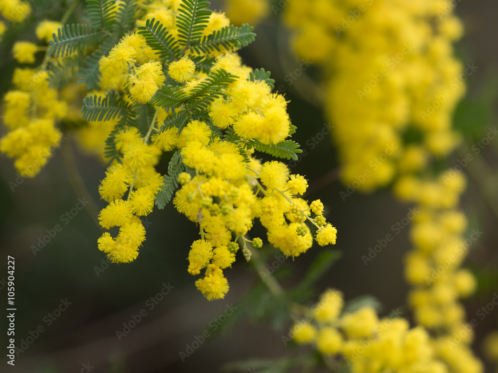 ギンヨウアカシアの花 ギンヨウアカシアの花
