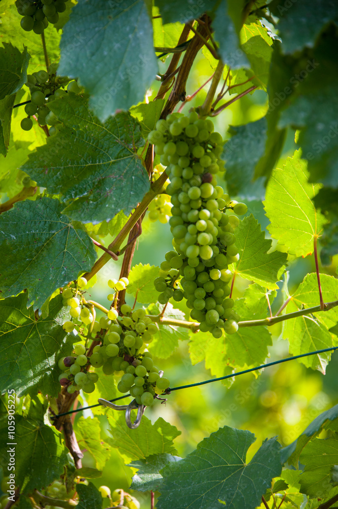 Wine Luxembourg Wine Luxembourg