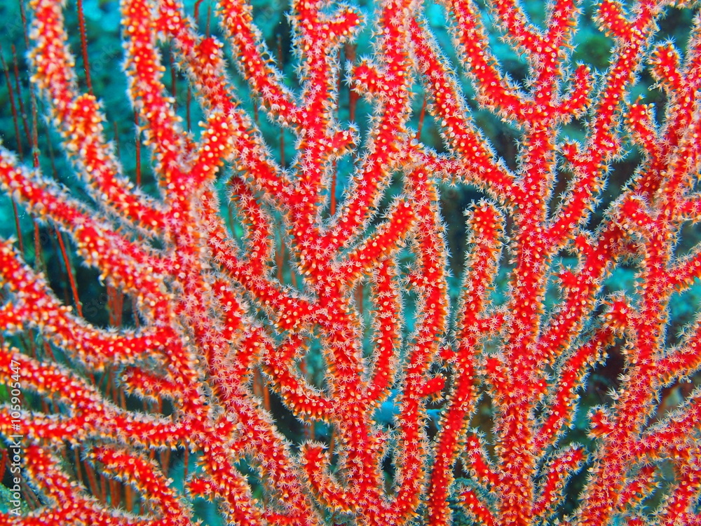 Gorgonian coral, Island Bali Gorgonian coral, Island Bali