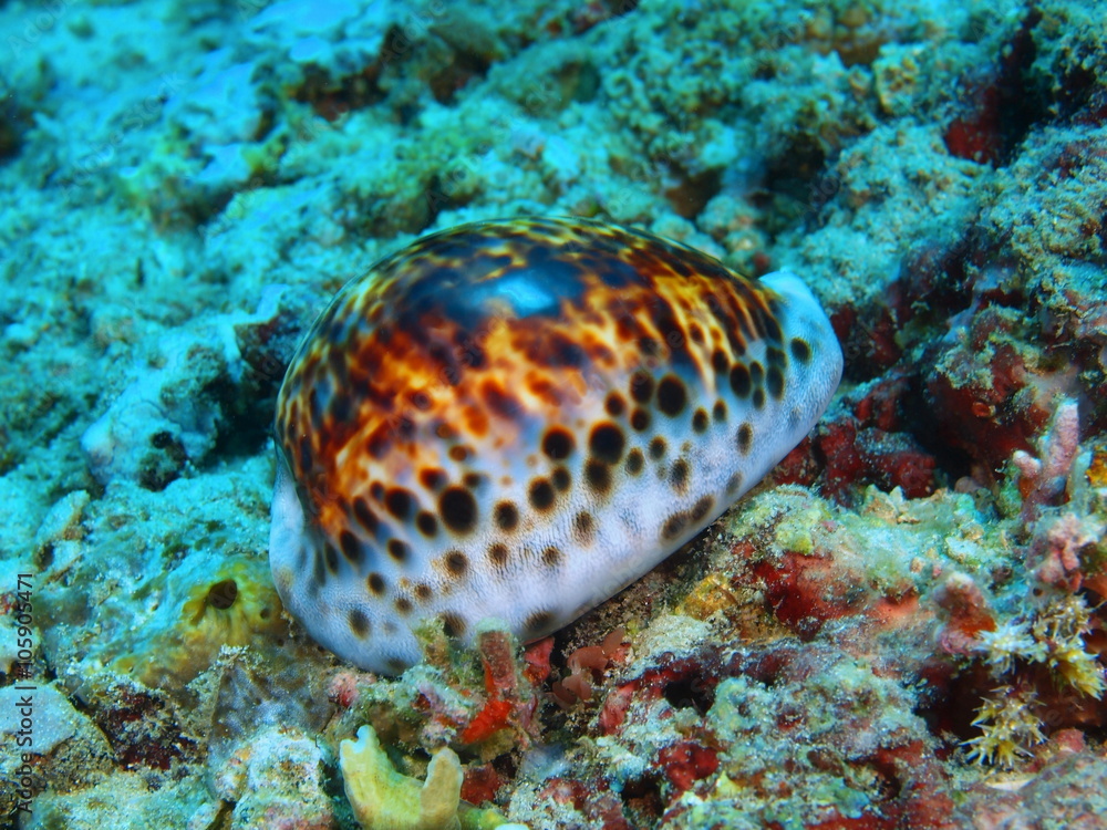 Fototapeta premium Shell of mollusc, Island Bali