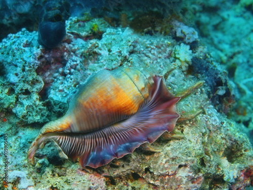 Shell of mollusc, Island Bali
