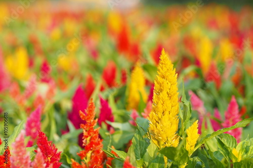 Colorful flowers bloom in summer of Thailand © ployyim