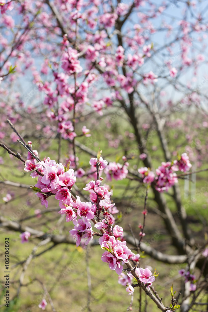 detail of blossom peach tree detail of blossom peach tree