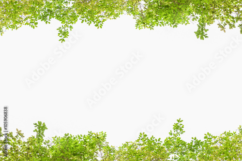 Beautiful Green leaves on white background.