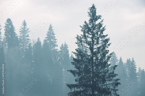 forest with fir