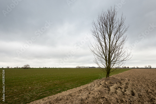 Bare tree against a cloudy sky