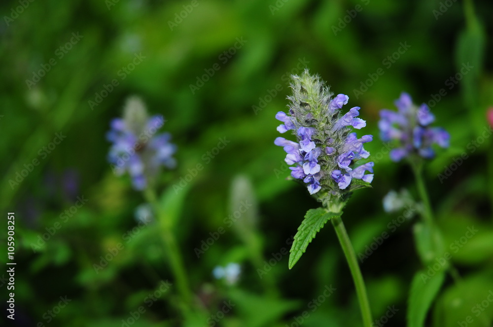 Blommor Blommor