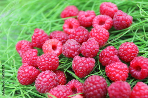 Scattering of the fresh-picked forest raspberries  Rubus idaeus  lying on the horsetail stems