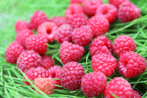 Scattering of the fresh-picked forest raspberries (Rubus idaeus) lying on the horsetail stems