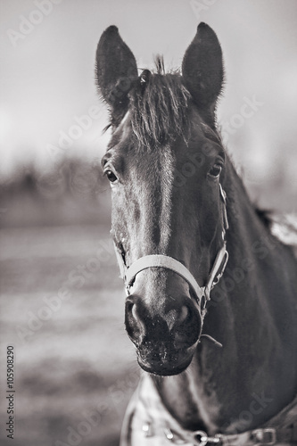 Horse portrait © agephotography