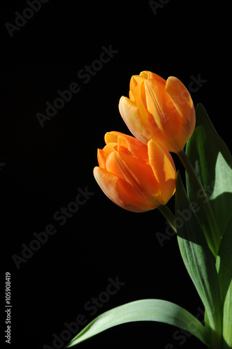 Two warm yellow tulips 