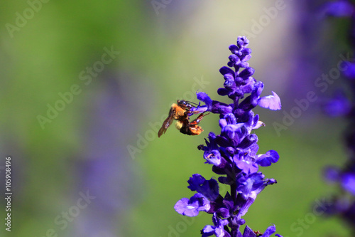 Honey bee on flower. © fgnopporn