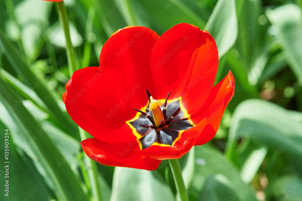 red flower tulip closeup in field red flower tulip closeup in field