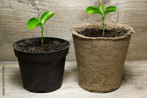 Young green sprout in the pot with the ground on wooden background.
