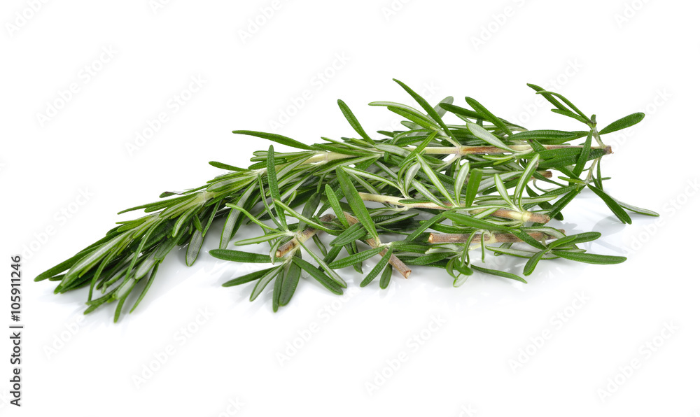 fresh twig of rosemary on white background fresh twig of rosemary on white background