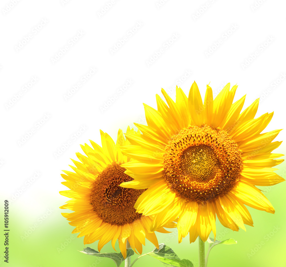 Fototapeta premium Bright yellow sunflowers