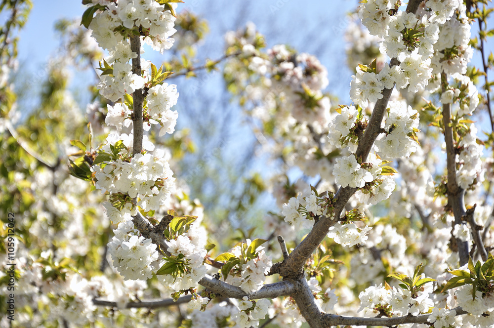 Some branches of the cherry trees in bloom on a spring day Some branches of the cherry trees in bloom on a spring day
