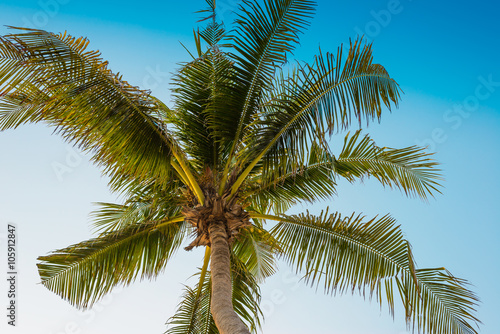 Coconut tree, blue sky