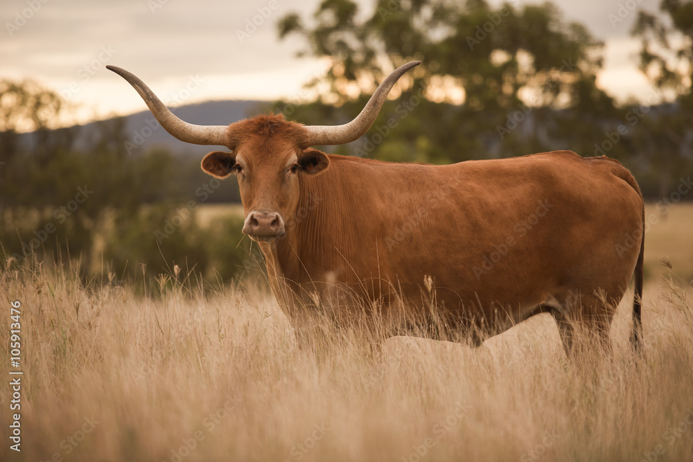 Longhorn cow in the paddock during the afternoon in Queensland Longhorn cow in the paddock during the afternoon in Queensland