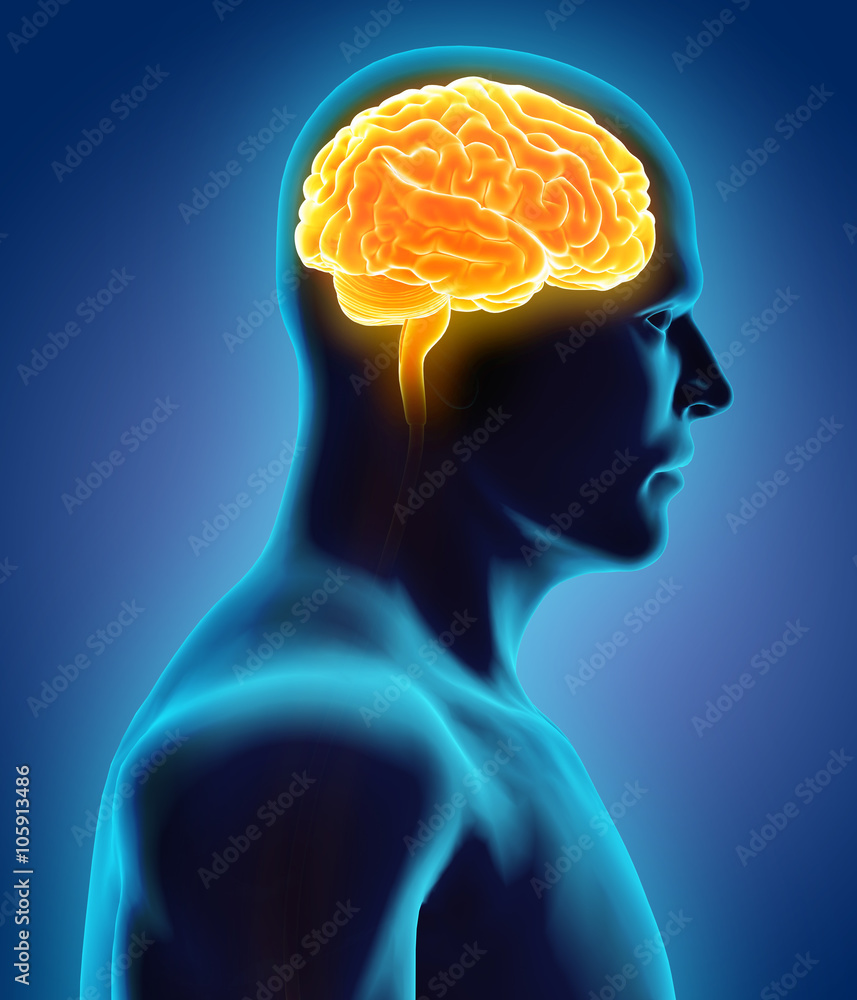 Human Internal Organic - Brain. Human Internal Organic - Brain.