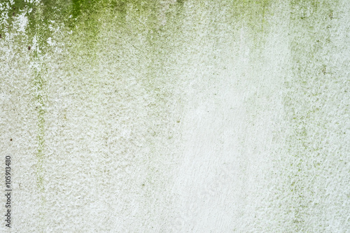 Green algae on old white wall background.