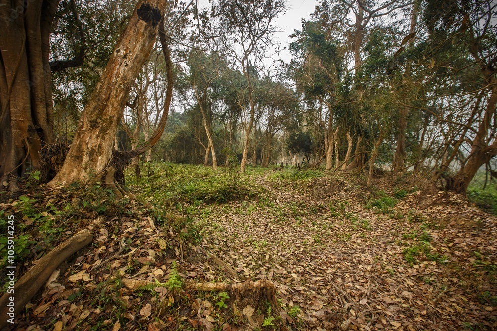 Beautiful dense forest of Kaziranga National Park/Beautiful dense forest of Kaziranga National Park Beautiful dense forest of Kaziranga National Park/Beautiful dense forest of Kaziranga National Park