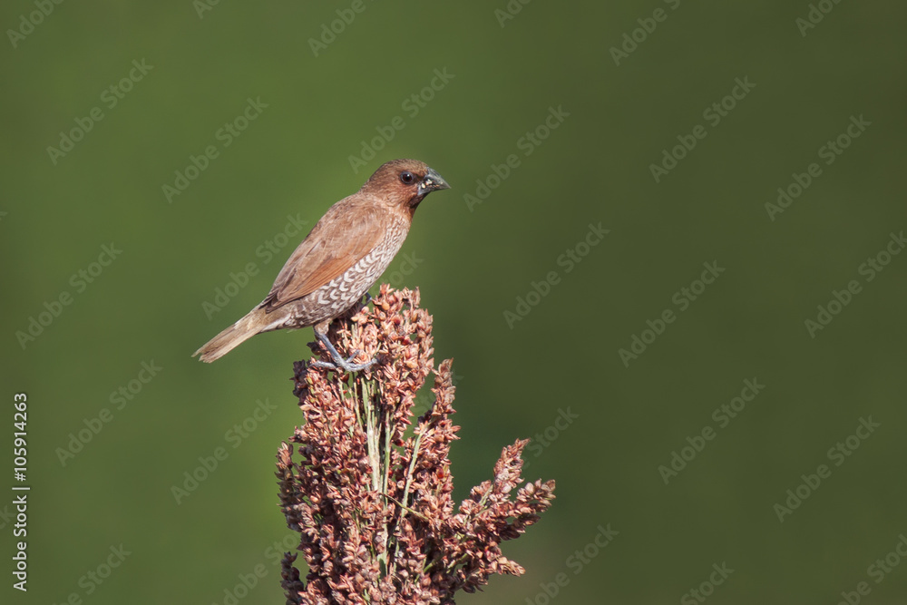 Fototapeta premium Beautiful male spotted munia bird on crop
