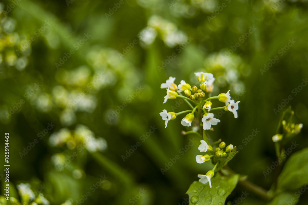 Macro white small flowers Central Macro white small flowers Central