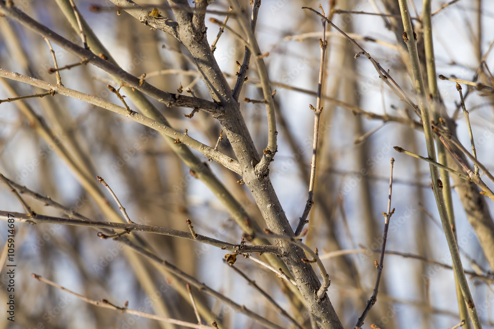 Branches bush winter Branches bush winter