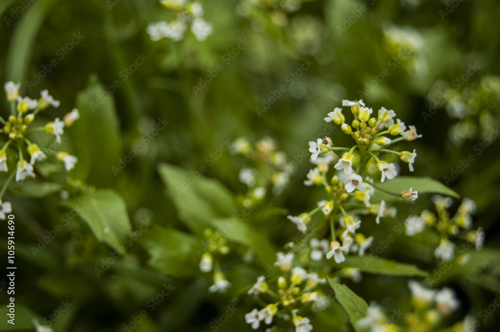 Macro white small flowers