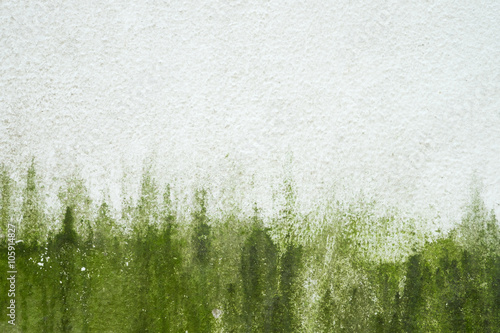 Algae on old white wall background.