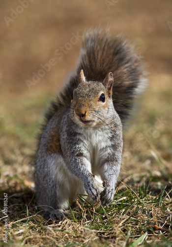 Approaching squirrel