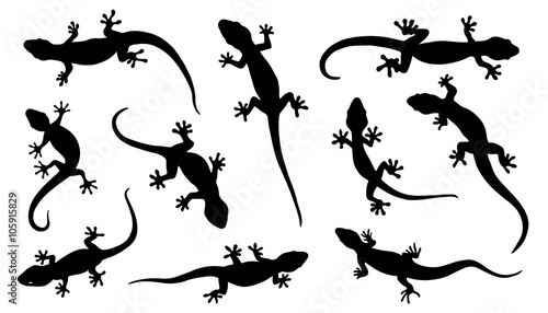 Canvas Print lizard silhouettes