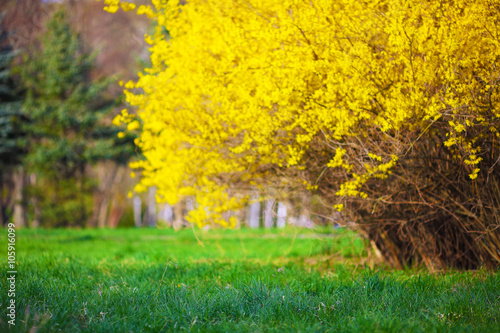 Fotografiet Yellow Forsythia bush and green grassland in spring season