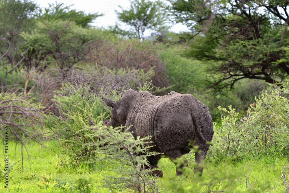 Fototapeta premium White rhino, Namibia