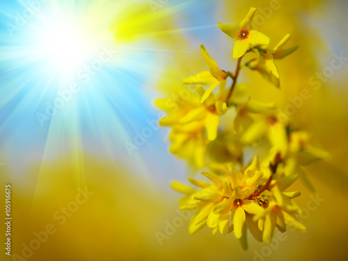 Valokuvatapetti Detail of yellow forsythia blossom