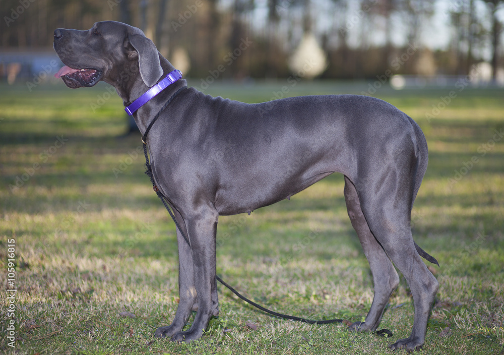 Great Dane Great Dane