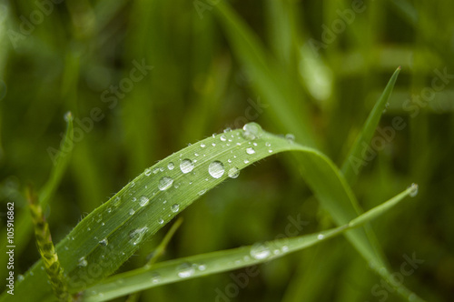 Morning dews on green leaf macro