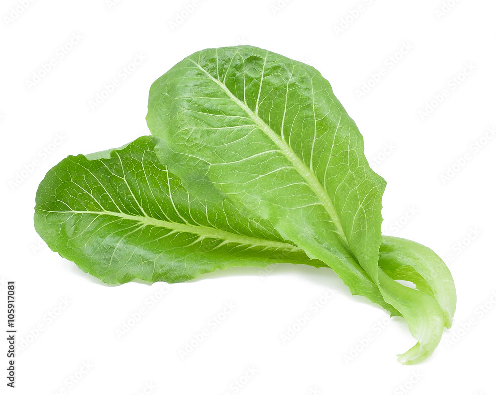 Fresh cos lettuce on white background Fresh cos lettuce on white background