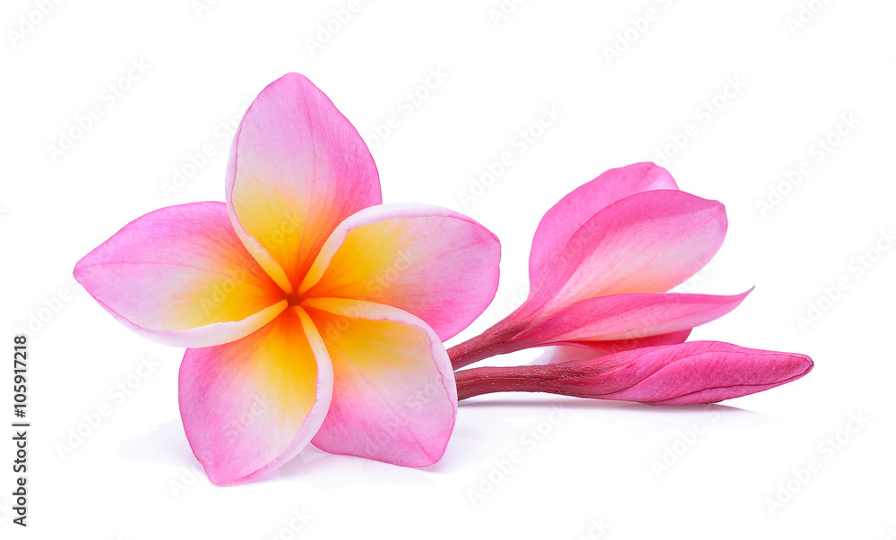 Plumeria flower on white background Plumeria flower on white background