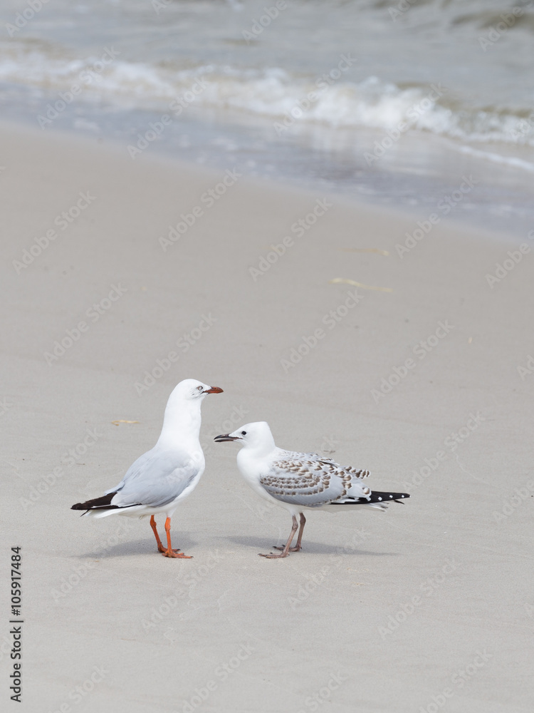 smart gull with nestling on the shore smart gull with nestling on the shore