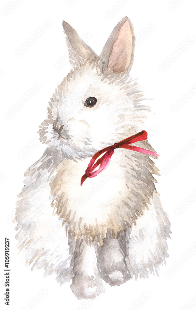 Fototapeta premium white rabbit isolated