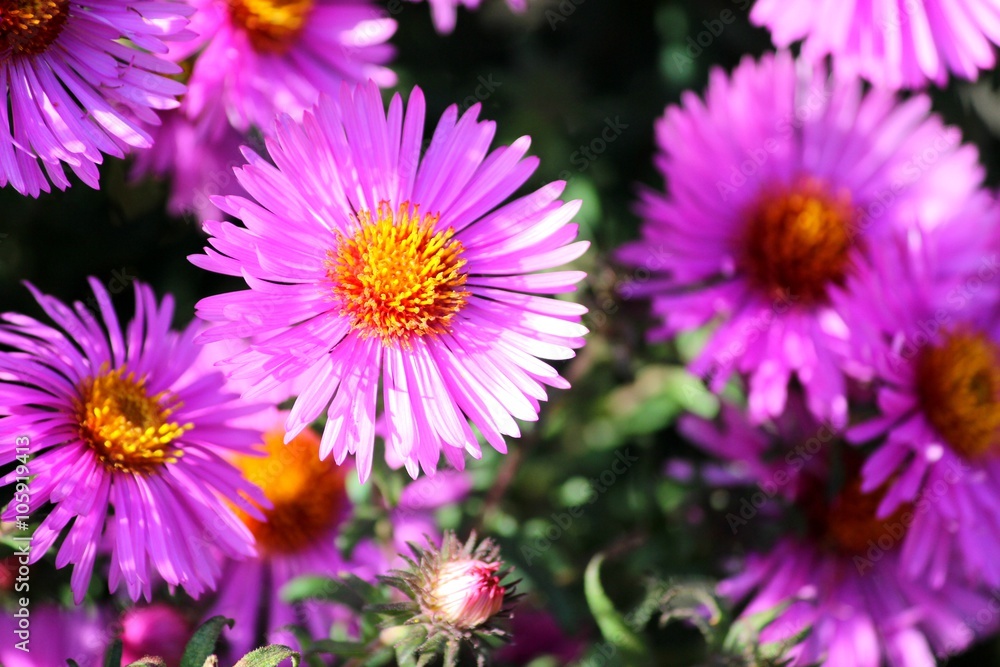 Obraz premium Яркие астры