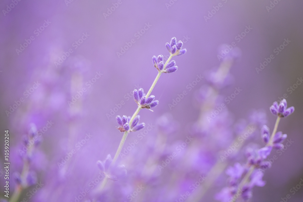 Naklejka premium Lavender