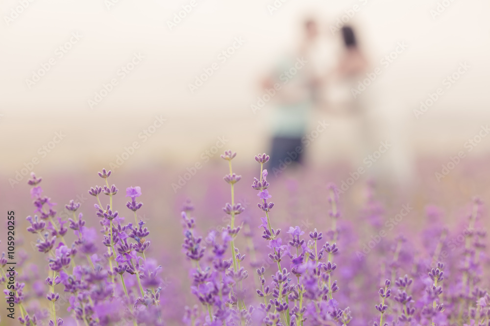 Naklejka premium couple in the lavender field