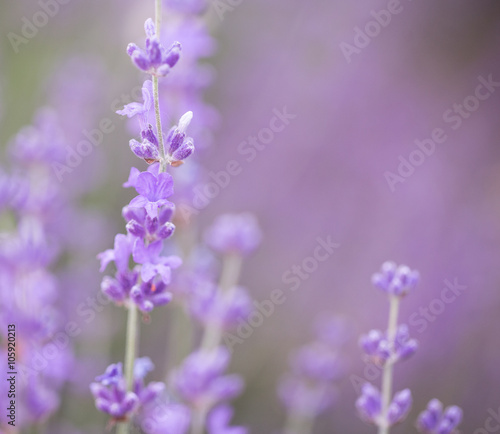 Lavender © Kirill Grekov