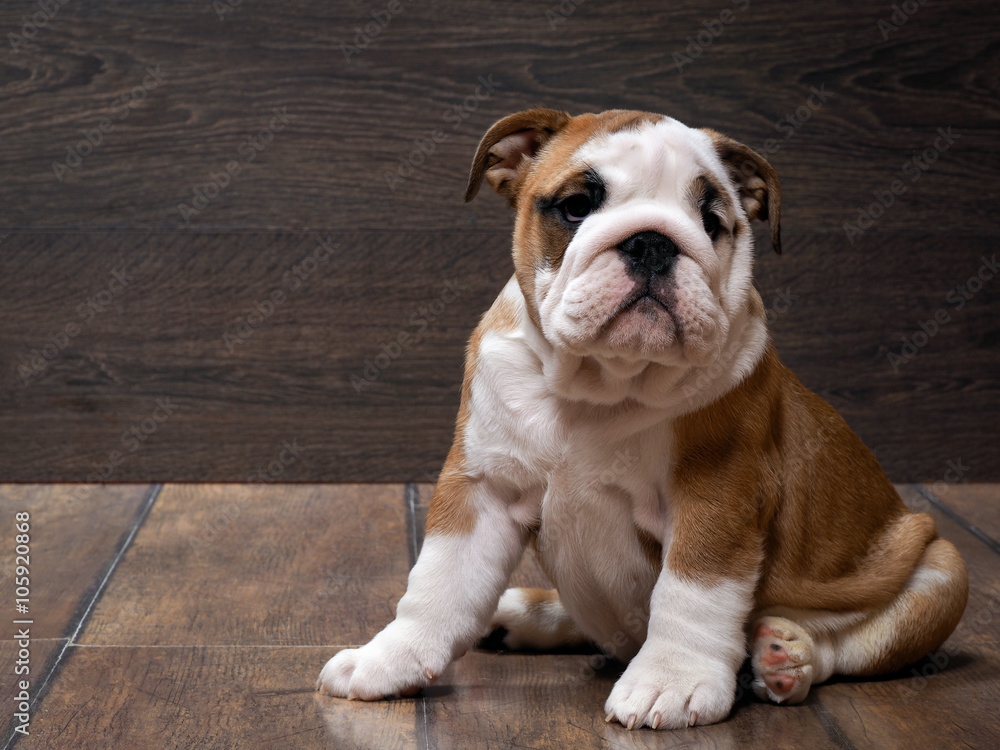 Purebred English bulldog puppy. Puppy 3 months. Dog sitting on the wooden floor. Portrait of an elite puppy 