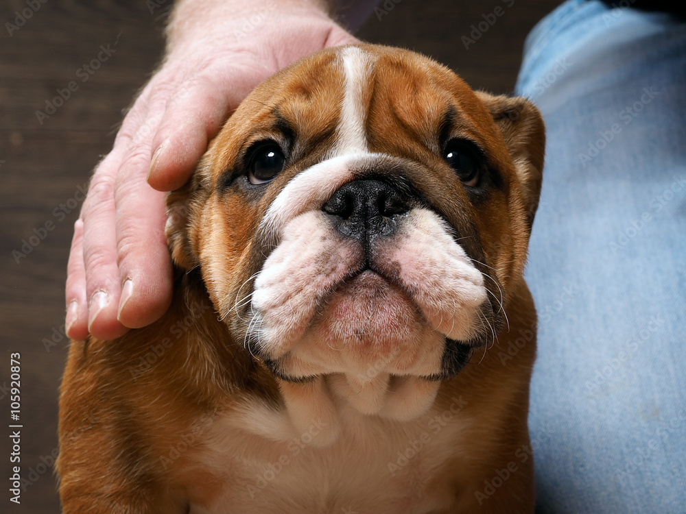 English bulldog puppy. Portrait. A man's hand stroking the dog. Muzzle puppy large English bulldog puppy. Portrait. A man's hand stroking the dog. Muzzle puppy large